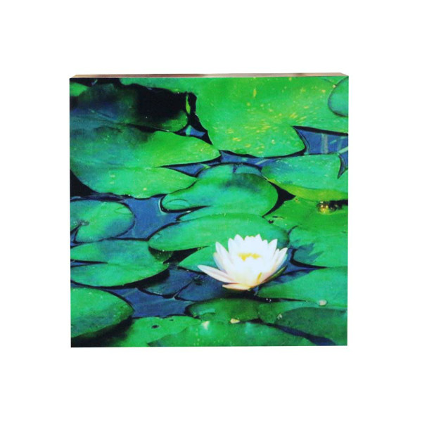 กรอบลอยภาพถ่ายดอกไม้